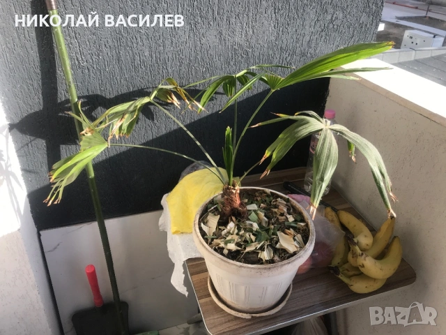 Палма  в  саксия . Вади нови листа За  засяване , снимка 5 - Градински цветя и растения - 54509587