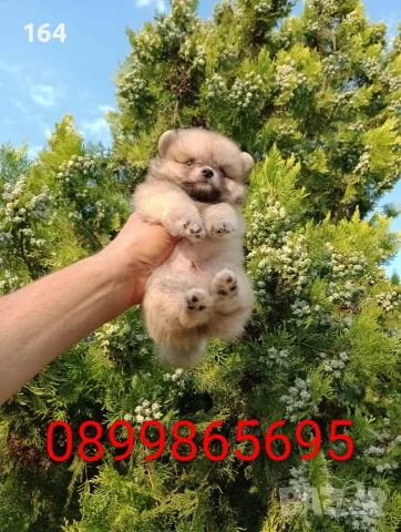 Прекрасен избор на мъжки и женски Померани. , снимка 7 - Померан - 55607413
