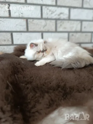 Персийско коте 😻💙, снимка 9 - Персийска - 55620971