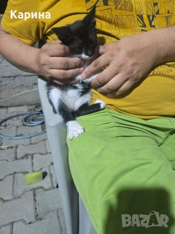 Подарявам малки котенца, снимка 2 - Други - 54985754
