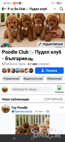 Мини пудел момченце- Fci, Genetic, Pl, снимка 6 - Пудели - 55044281