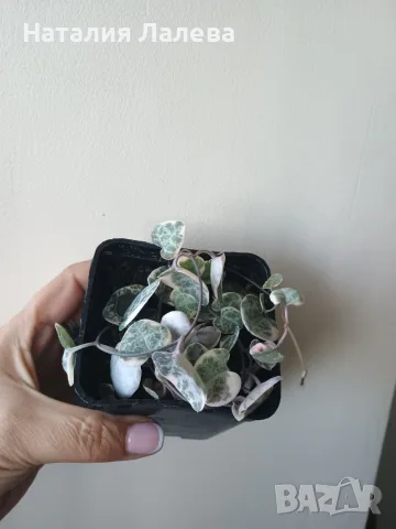 Церопегия, ceropegia woodii variegata, снимка 3 - Стайни растения - 55440660