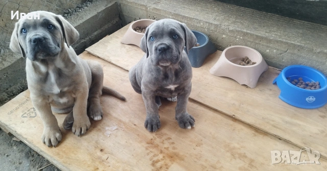 Cane Corso Italiano, снимка 4 - Търси партньор - 53836498