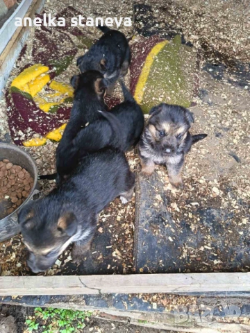 Немски овчарки 