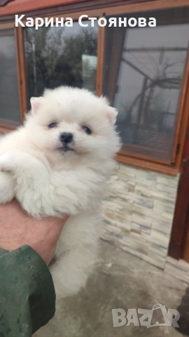 Мъжко померанче, снимка 2 - Померан - 53969218