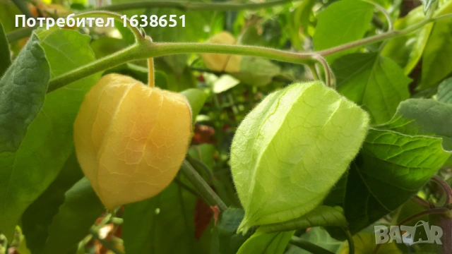 Физалис, снимка 2 - Разсади - 54468346