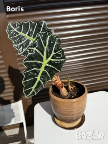 Alocasia amazonica 'Polly' (Алоказия 'Поли')