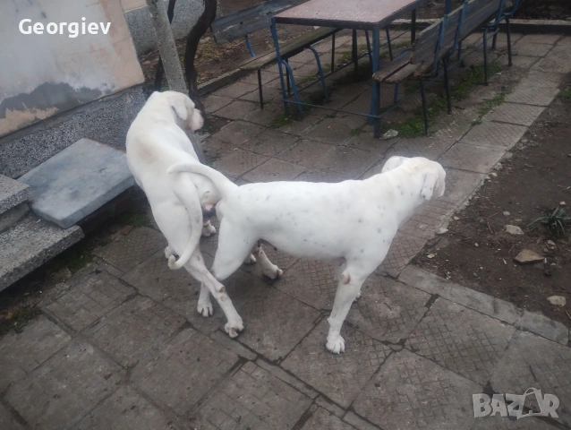 Американски булдог , снимка 8 - Други - 54720368