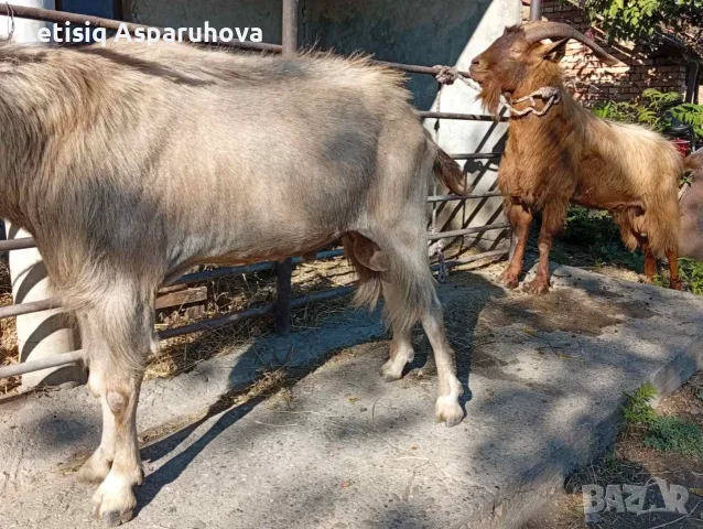 Продавам пръчове, снимка 4 - Кози - 55486105