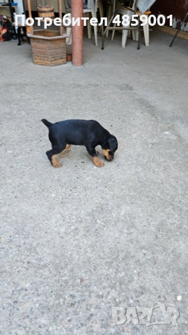 Кученца Ягтериери , снимка 3 - Ягдтериер - 54934414