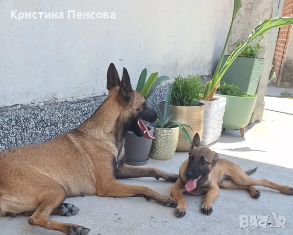Белгийска овчарка , снимка 4 - Белгийска овчарка - 55536220