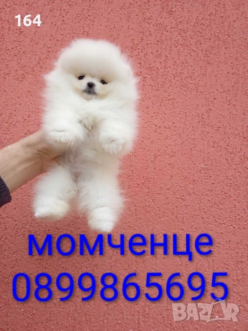 Бели мини Померани. Реални снимки от 04.04.26 г., снимка 4 - Померан - 54010634
