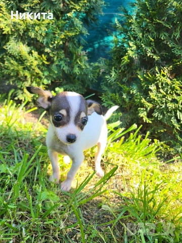 чихупинчер