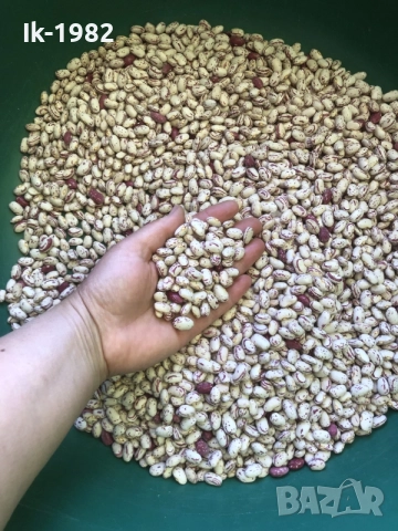 шарен боб от Родопите, снимка 2 - Домашни продукти - 55448720