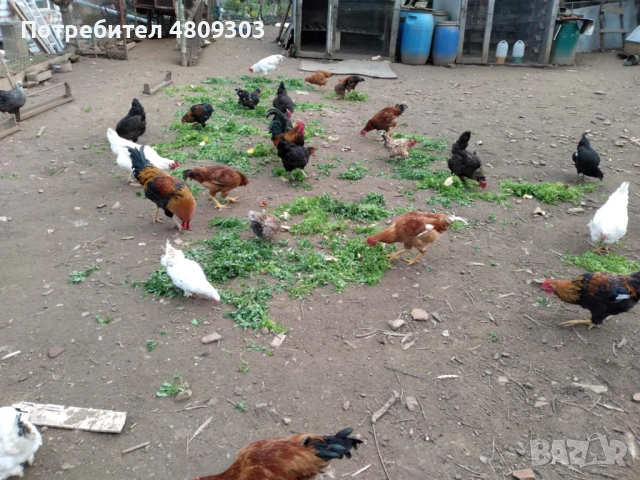 Селски кокошки, снимка 5 - Кокошки и пуйки - 54551295