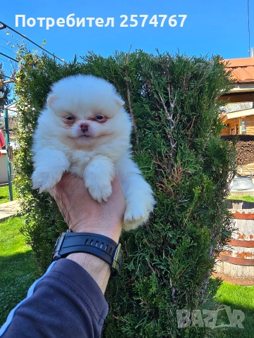 Померани , снимка 11 - Померан - 54097931