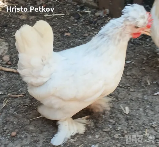 Продавам Чифтове Бреговски Джинки , снимка 2 - Кокошки и пуйки - 55509658