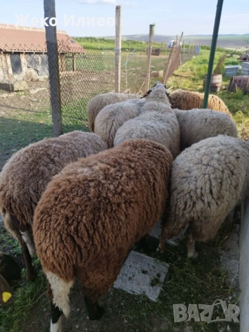 продавам коч и овца за клане, снимка 4 - Овце - 54640881