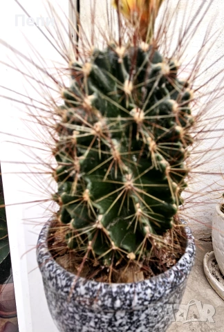 Цъфтящ кактус Thelocactus setispinus, снимка 4 - Стайни растения - 55152672