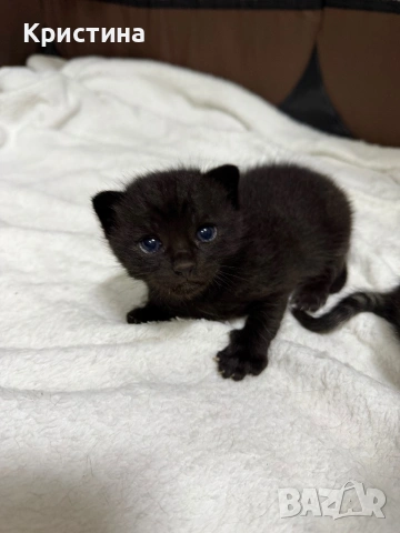 Котенца си търсят дом!