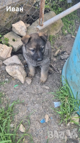 Немски овчарки Сивак, снимка 2 - Немска овчарка - 54333836