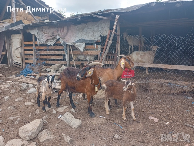 Продавам две кози и две ярета 