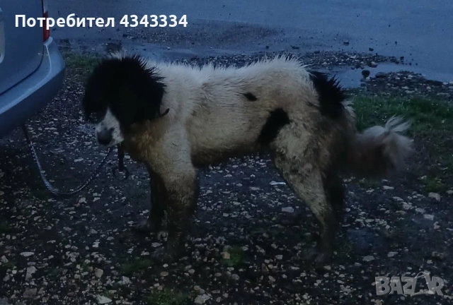 Женско българско овчарско куче