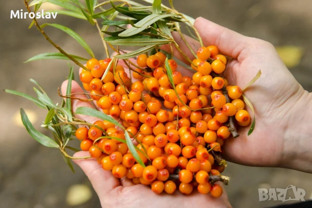 Облепиха (Hippophae), снимка 5 - Градински цветя и растения - 54688532