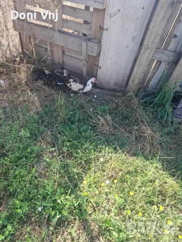 Малки неми патета