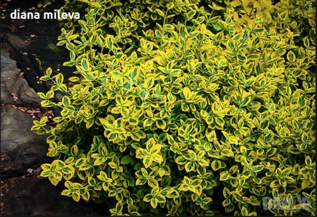 Евонимус Емералд Голд, Euonymus Emerald and Gold!!!, снимка 3 - Градински цветя и растения - 54317303