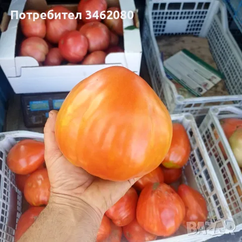 Продавам Розов домат, снимка 3 - Разсади - 55340415