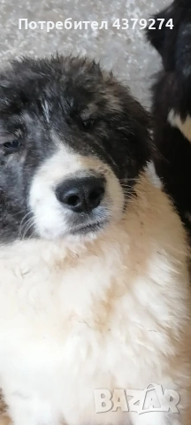чистопородни овчарски кученца , снимка 6 - Каракачанска овчарка - 54031076