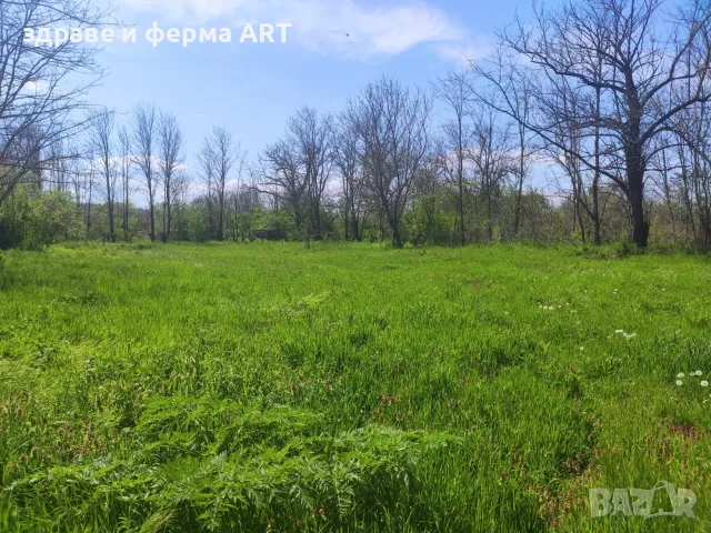 A Fully Legalized, Ready-to-Live Oasis in Blaskovo, снимка 9 - Къщи - 55438782