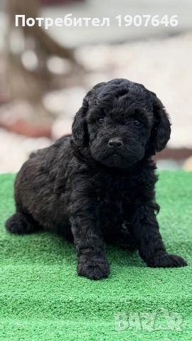 Пудели , снимка 2 - Пудели - 54296094