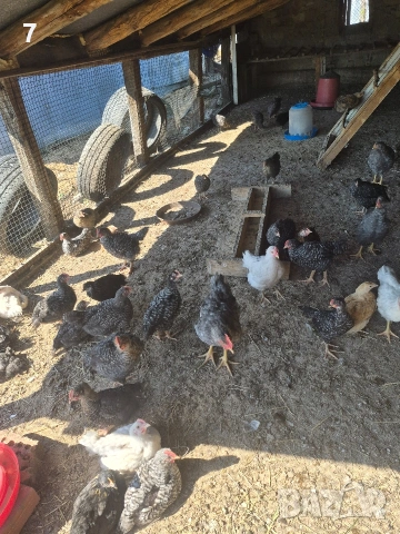 Продавам селски пилета, снимка 4 - Кокошки и пуйки - 54438342