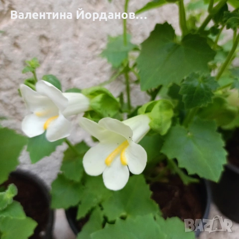 стайна азарина , снимка 2 - Стайни растения - 54543039