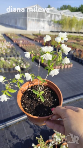 Филаделфус или още Булченски венец, Philadelphus Minnesota Snowflake, снимка 4 - Градински цветя и растения - 54693488