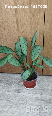 Ктенанте Амагрис 