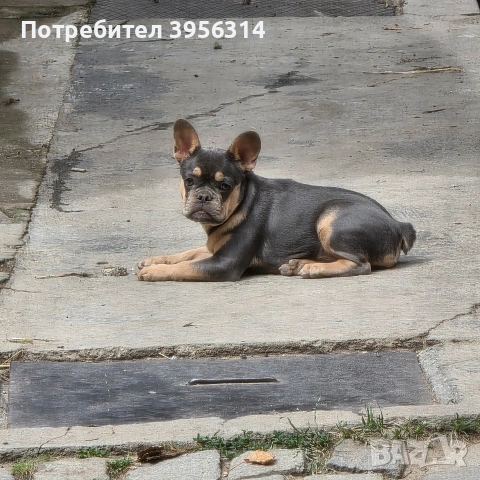 Френски булдог 🐾 , снимка 2 - Френски булдог - 55170602