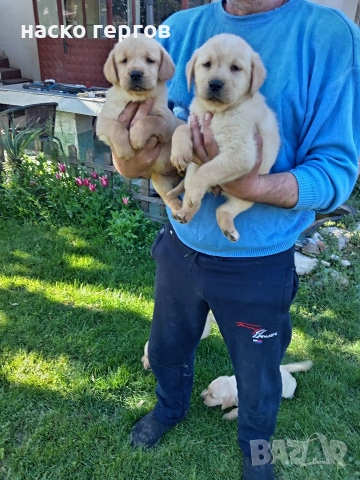 перфектни чистокръвни лабрадори, снимка 2 - Лабрадор ретривър - 54346086