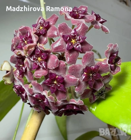 Hoya Хоя Cinnamomifolia var.purpureofurca , снимка 2 - Стайни растения - 54935239