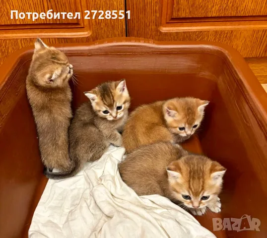 Британска късокосместа порода, 4 златисти котета, котка, домашни любимци, снимка 5 - Британска късокосместа - 55450451