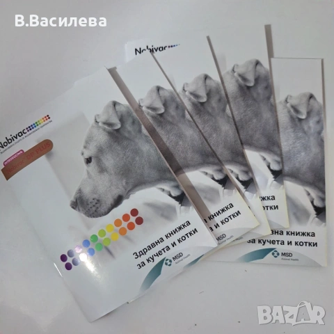 Персийски котета, снимка 11 - Персийска - 53958055