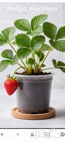 Ягоди в саксая