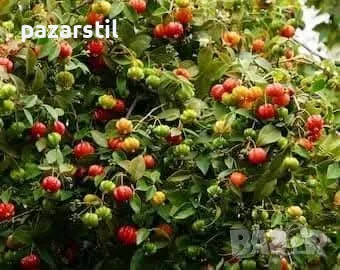 Суринамска череша - разсад, снимка 5 - Градински цветя и растения - 55454081