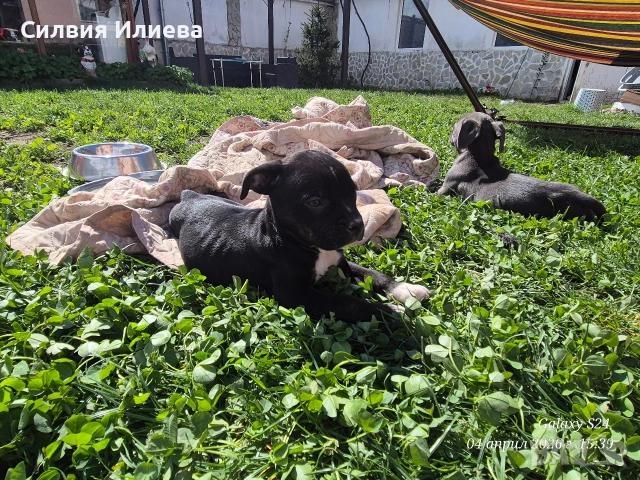 Малки бебета питбули , снимка 6 - Питбул - 54090036