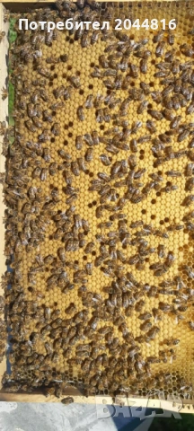 Презимували пчелни семейства, снимка 3 - Други животни - 54068253