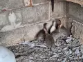 Токачки (5 броя), снимка 2