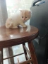 Персийски котета, снимка 2