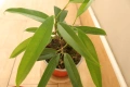 Три броя растения от род Фикус, Ficus alii, Ficus benjamin, Ficus ging-seng, 2 евро ! , снимка 3